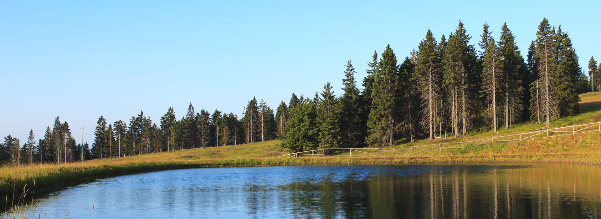 Pond with Trees and Grasses